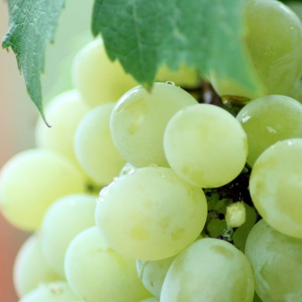 Grapes Juice